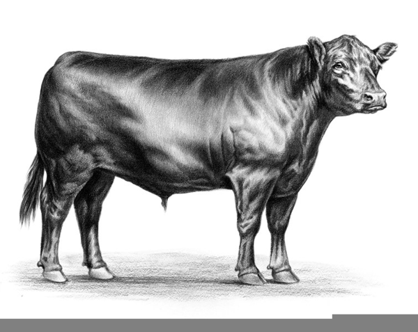 Black Angus Bull Clipart.