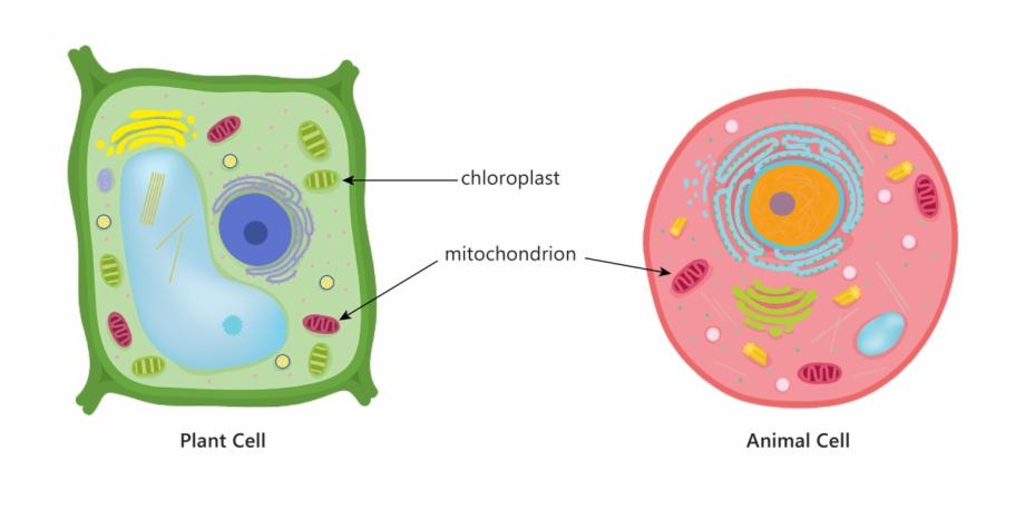 animal and plant cell clipart 10 free Cliparts | Download ...