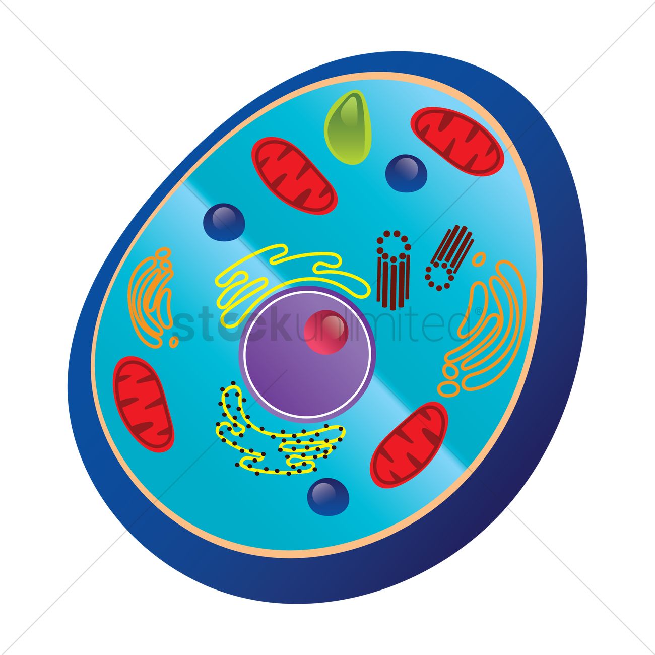 Animal cell clipart 5 » Clipart Station.