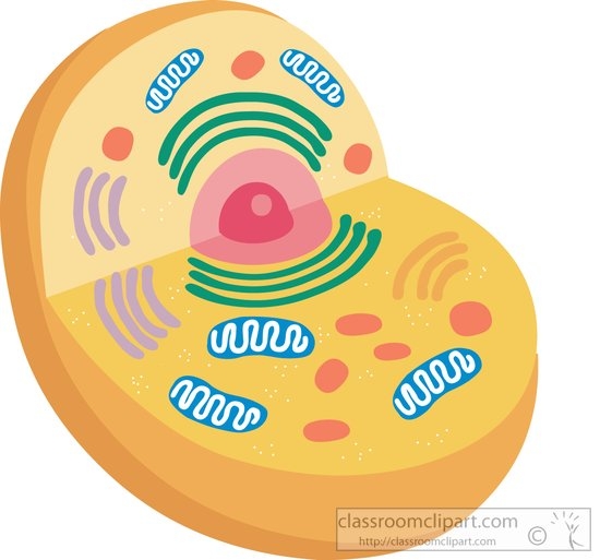 Animal cell clipart 20 free Cliparts | Download images on Clipground 2021