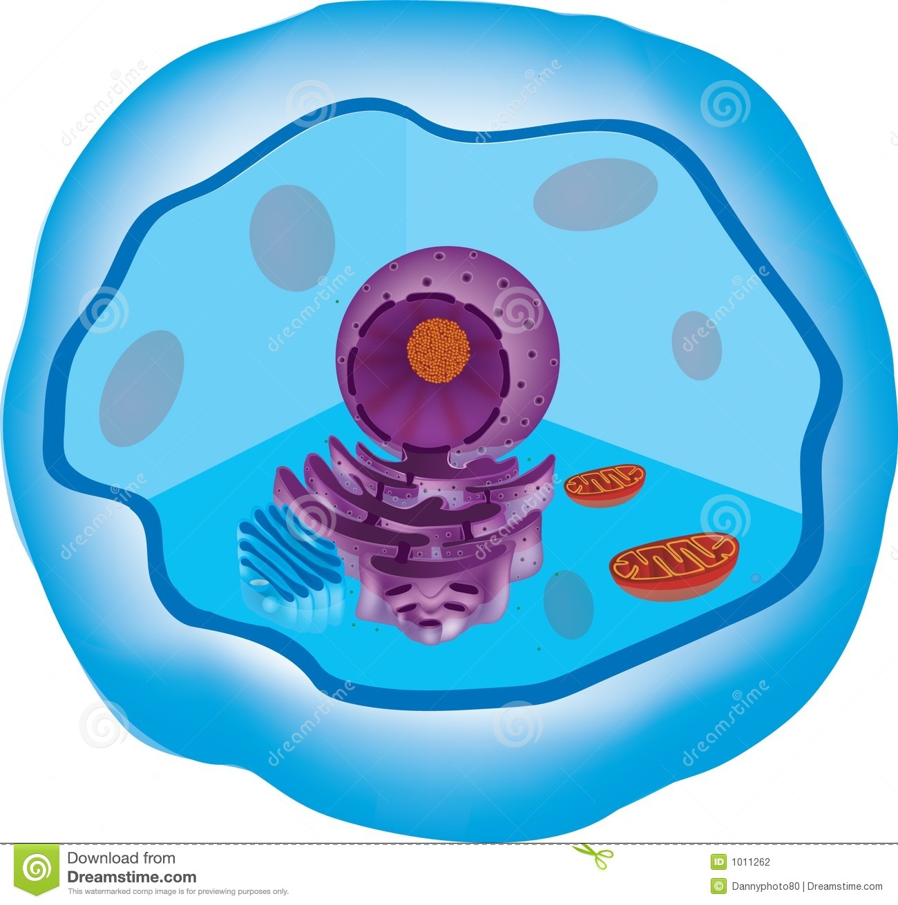 Animal cell clipart 20 free Cliparts | Download images on Clipground 2022