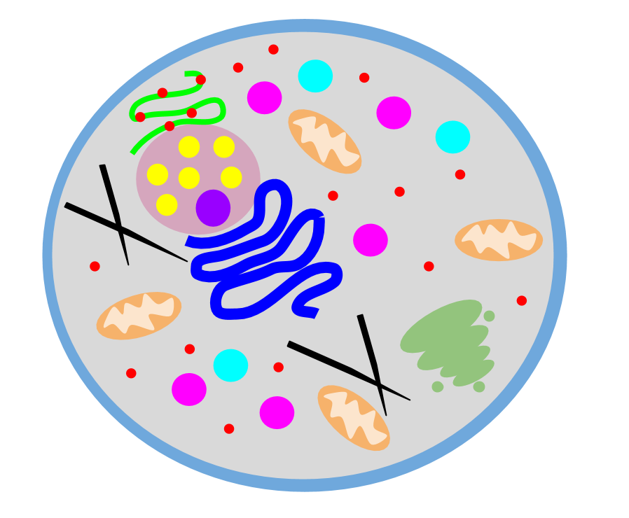 Animal Cell Labeling Diagram.