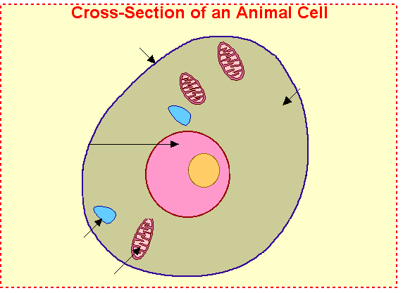 Free Animal Cell Cliparts, Download Free Clip Art, Free Clip.