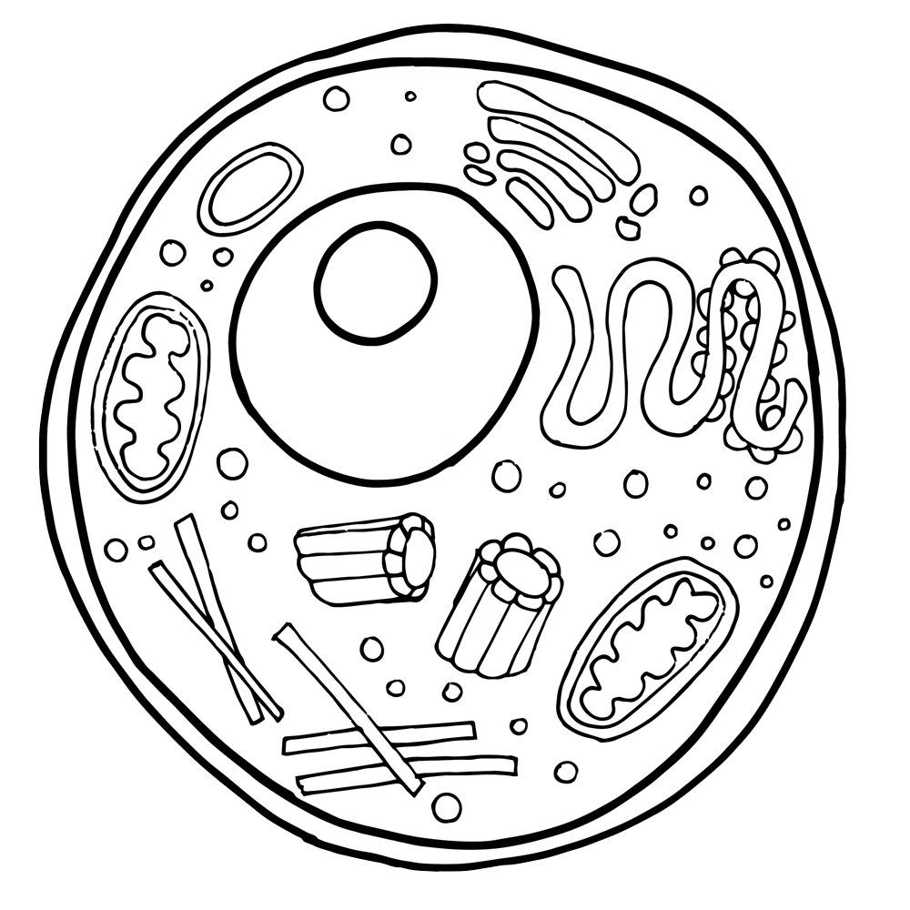 Free Animal Cell Clipart.