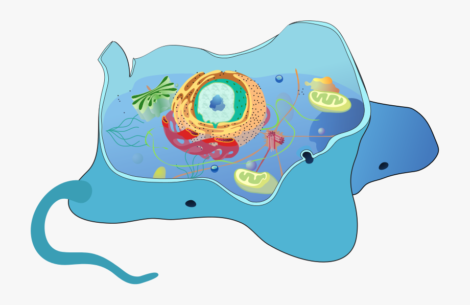 Stylized Cutaway Diagram Of An Animal Cell.