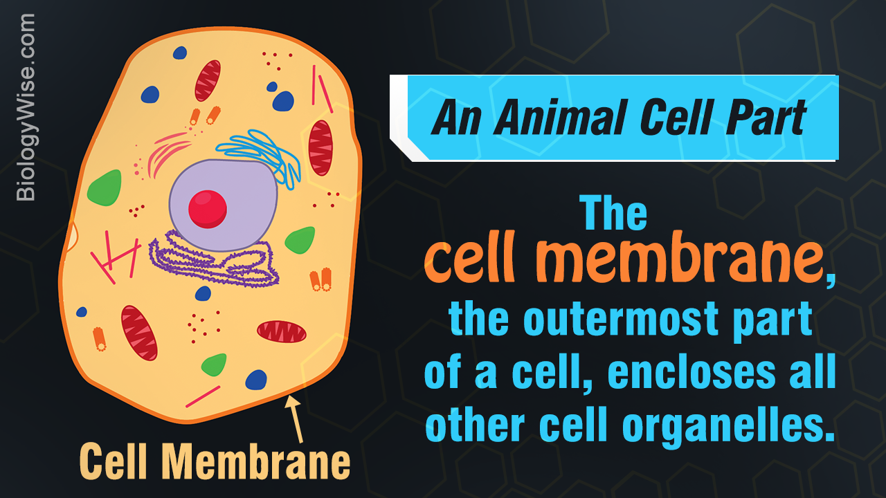 Animal Cell Parts.