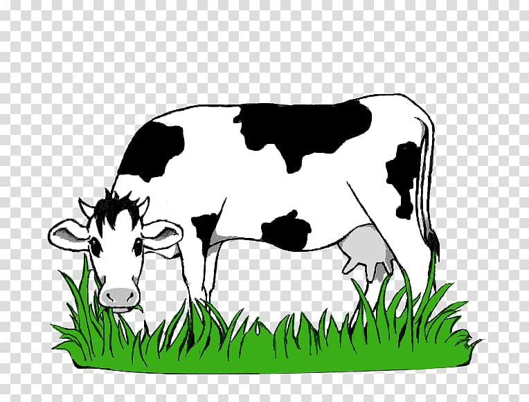White and black cattle eating grass art illustration, Dairy.