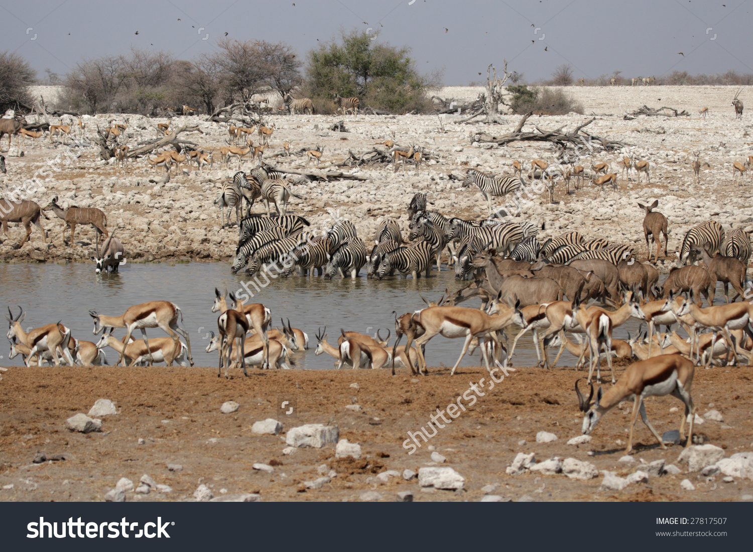 Animals Drinking Waterhole Okaukuejo Etosha National Stock Photo.