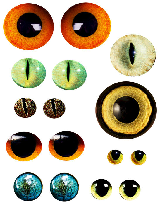 Download Lizard eyes clipart 20 free Cliparts | Download images on ...