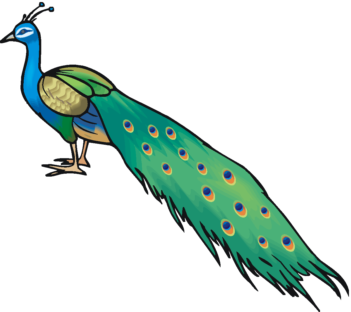 Animal peacock clipart transparent background.