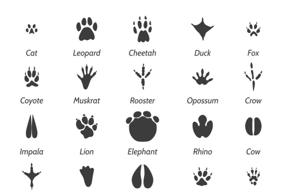 printable-animal-footprints