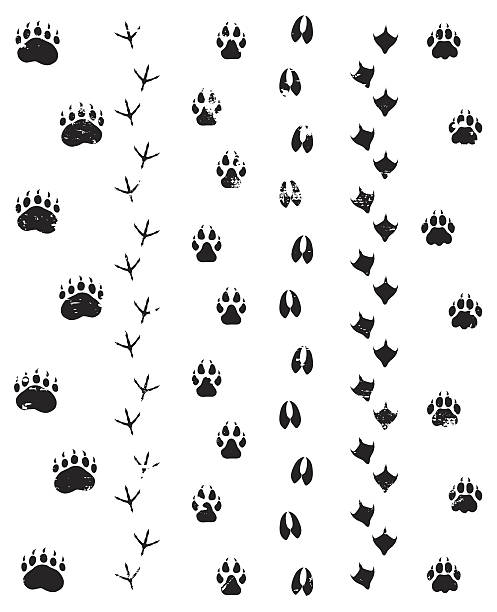 animal footprint clipart 20 free Cliparts | Download images on