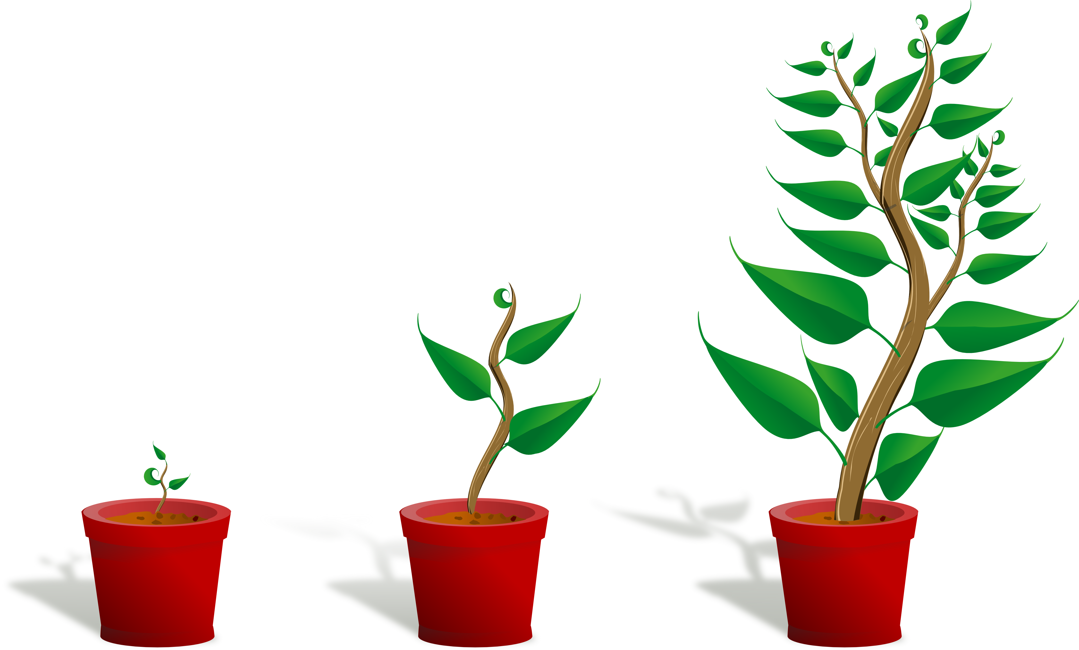 How Do Plants Grow Clipart.