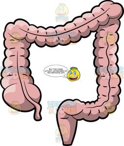 A Human Large Intestine.