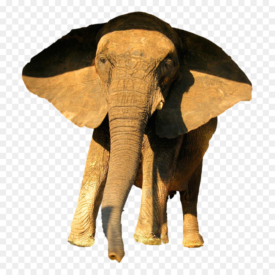 Elephant Background png download.