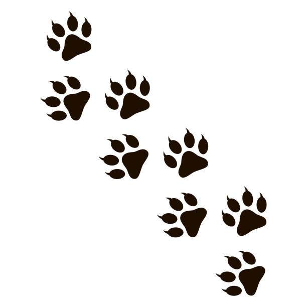 animal prints clipart 20 free Cliparts | Download images on Clipground 2023