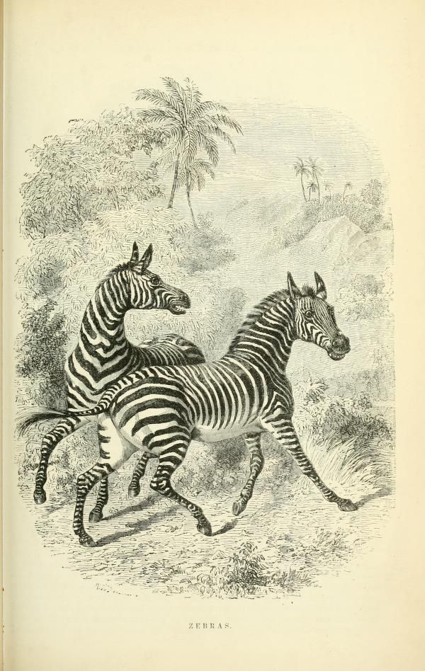 Zebras. Illustrated natural history of the animal kingdom.