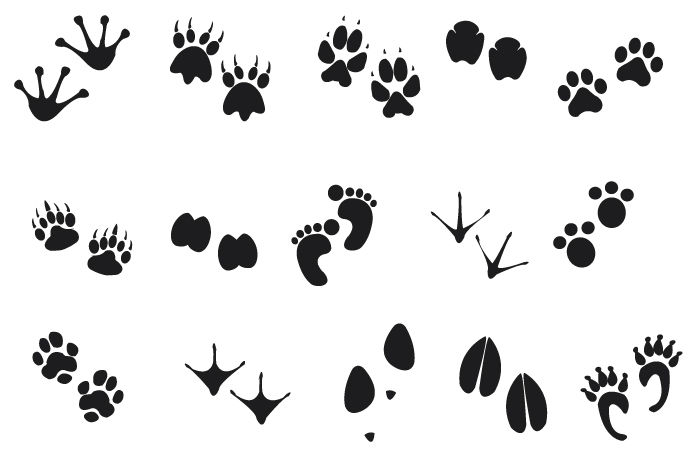 Download Animal tracks clipart 20 free Cliparts | Download images ...