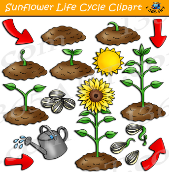 Sunflower Life Cycle Clipart.