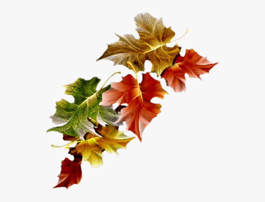 Animated Autumn Leaf : Fall Tree | Bodaswasuas