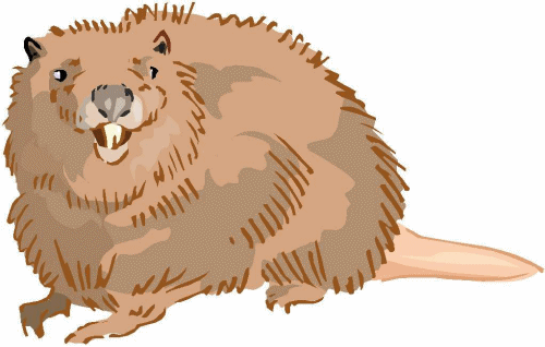 ▷ Beavers: Animated Images, Gifs, Pictures & Animations.