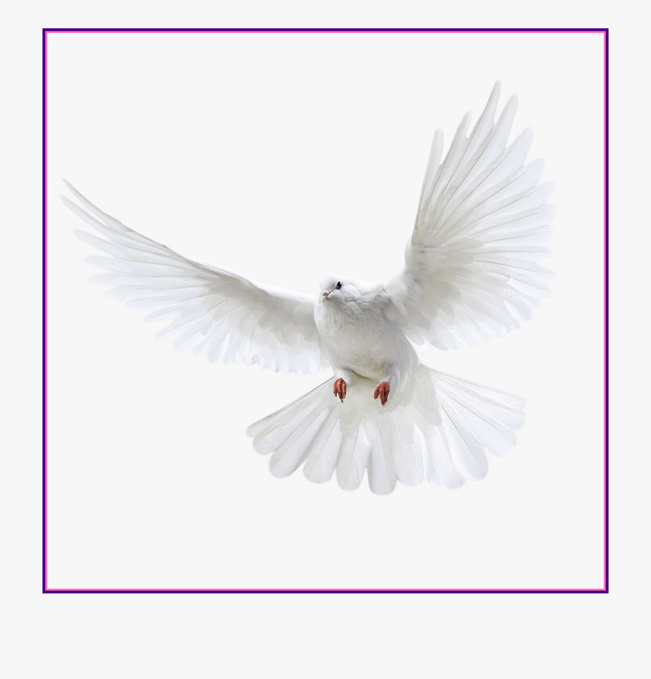 Ideas Of Dove Bird Flying Animation Ⓒ.