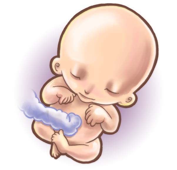 animated fetus clipart 10 free Cliparts | Download images on Clipground