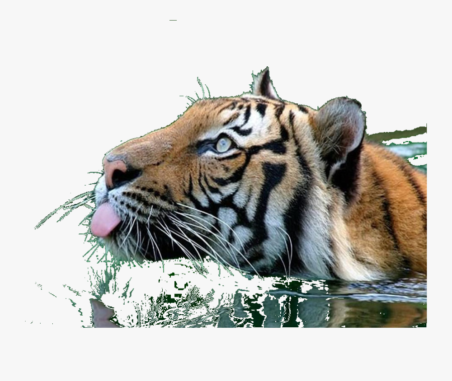 Transparent Tiger Clipart Png.