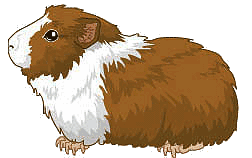 ▷ Guinea Pigs: Animated Images, Gifs, Pictures & Animations.