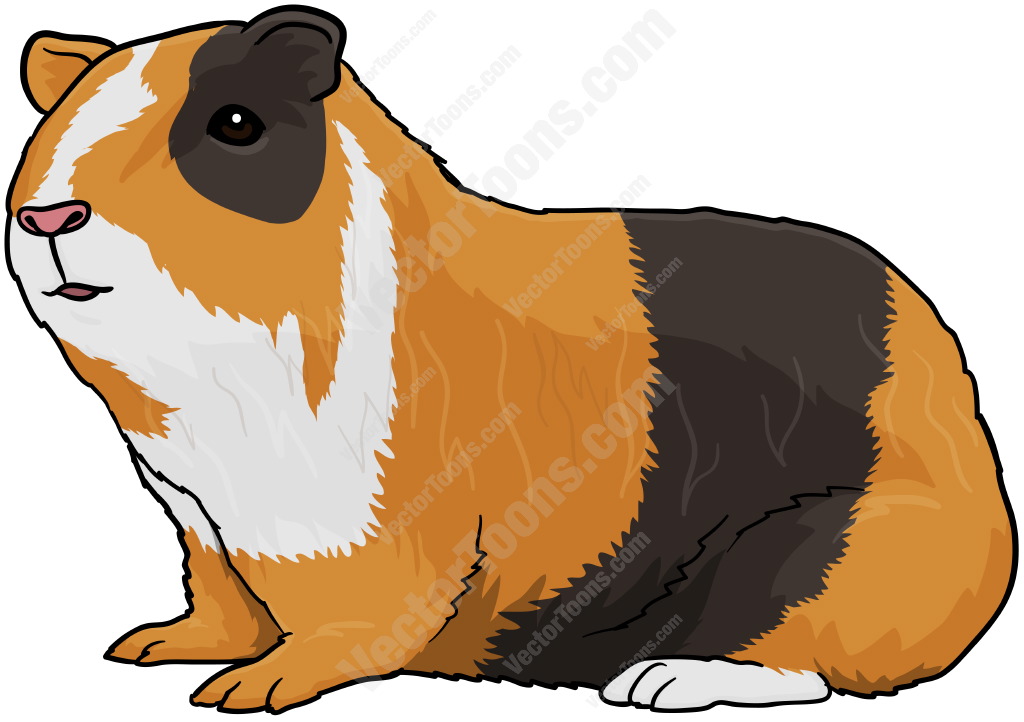 Cute Guinea Pig Clipart.