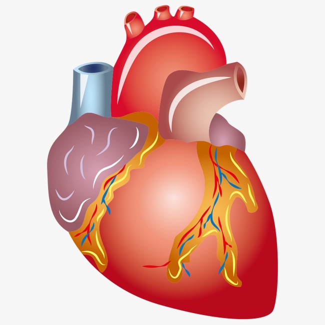 Animated Human Heart Clipart 10 Free Cliparts Download Images On