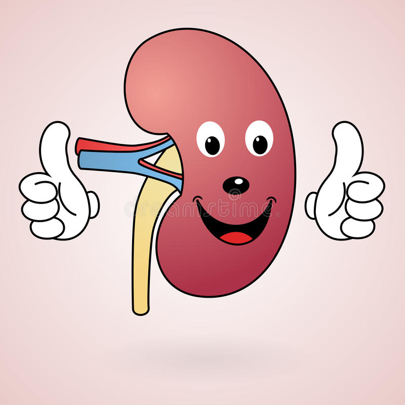 animated kidney clipart 20 free Cliparts | Download images on