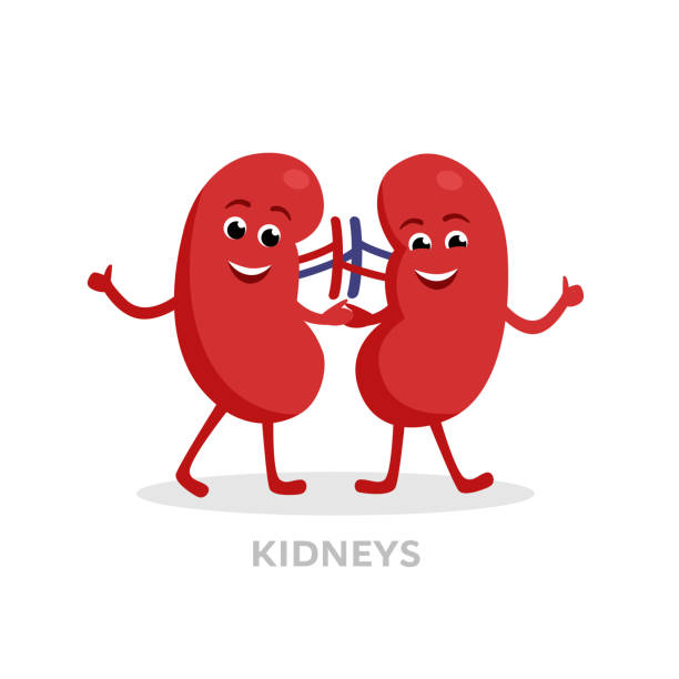 animated kidney clipart 20 free Cliparts | Download images on