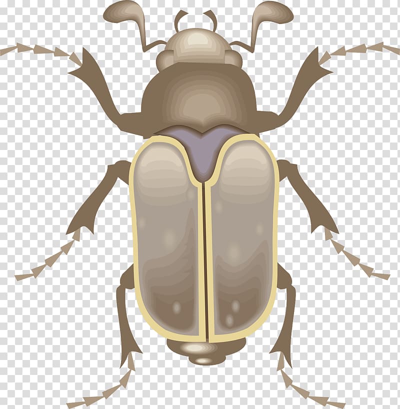 Beetle The Metamorphosis Gregor Samsa , Brown Beetle.