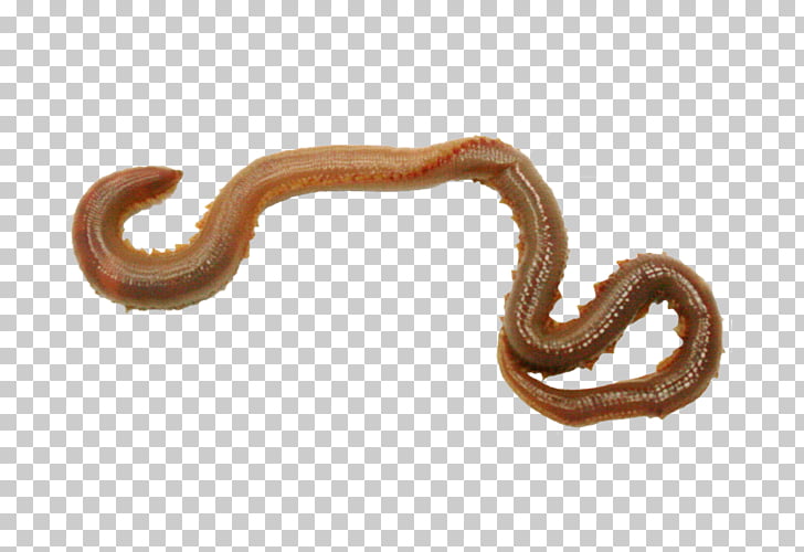 Worm Annelid Body Jewellery, worms PNG clipart.
