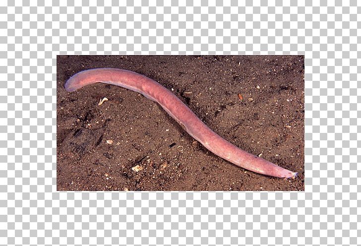 Worm Annelid PNG, Clipart, Annelid, Hagfish, Others, Ringed.
