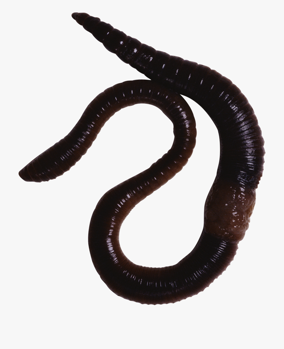 Worm Clipart Annelida.