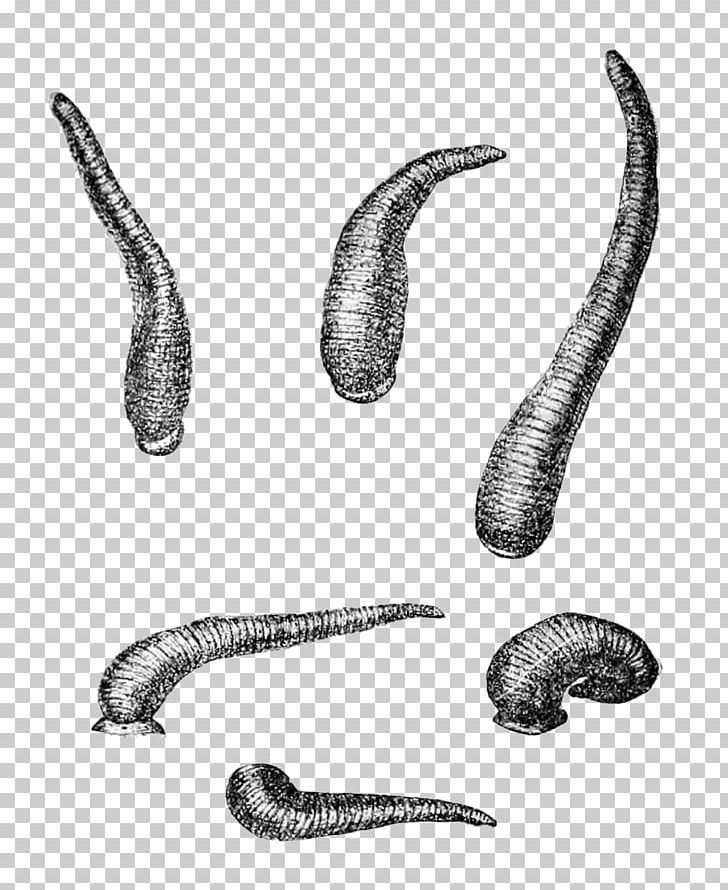 Worm Limnatis Nilotica Leech Wikipedia Hirudinidae PNG.