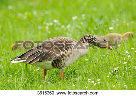 Stock Photography of Gray goose (Anser anser) family in a meadow.