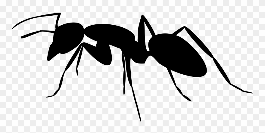 Ant Black And White Ant Clipart The.