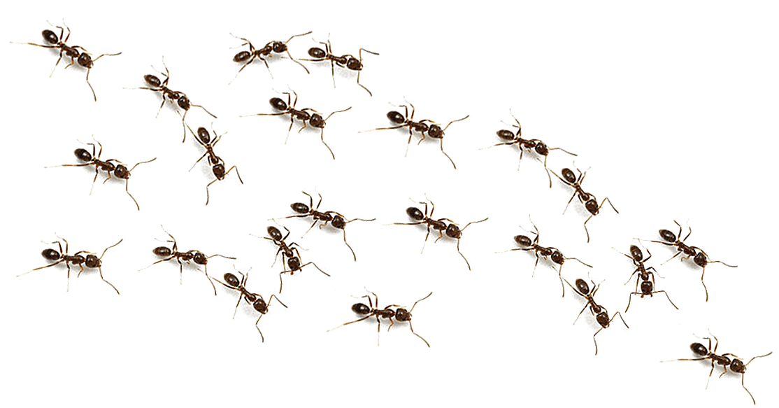 Ants Png Transparent Background Ants Png.