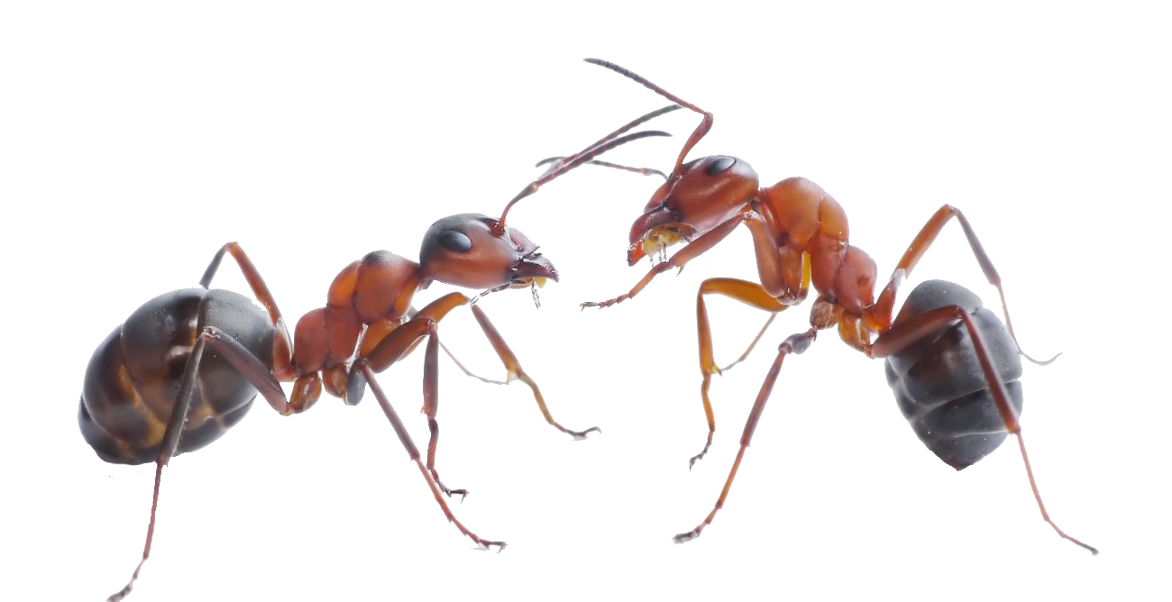 Download Ant PNG Pic For Designing Use.
