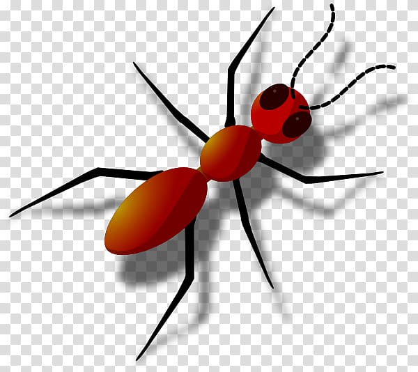 Black garden ant , ant transparent background PNG clipart.