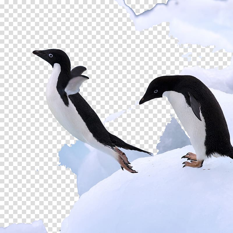 Mr. Poppers Penguins Antarctica Bird, Antarctic penguins.