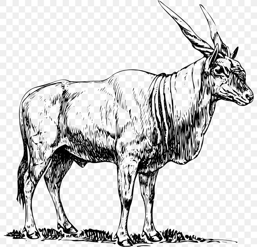 Common Eland Antelope Drawing Clip Art, PNG, 800x789px.