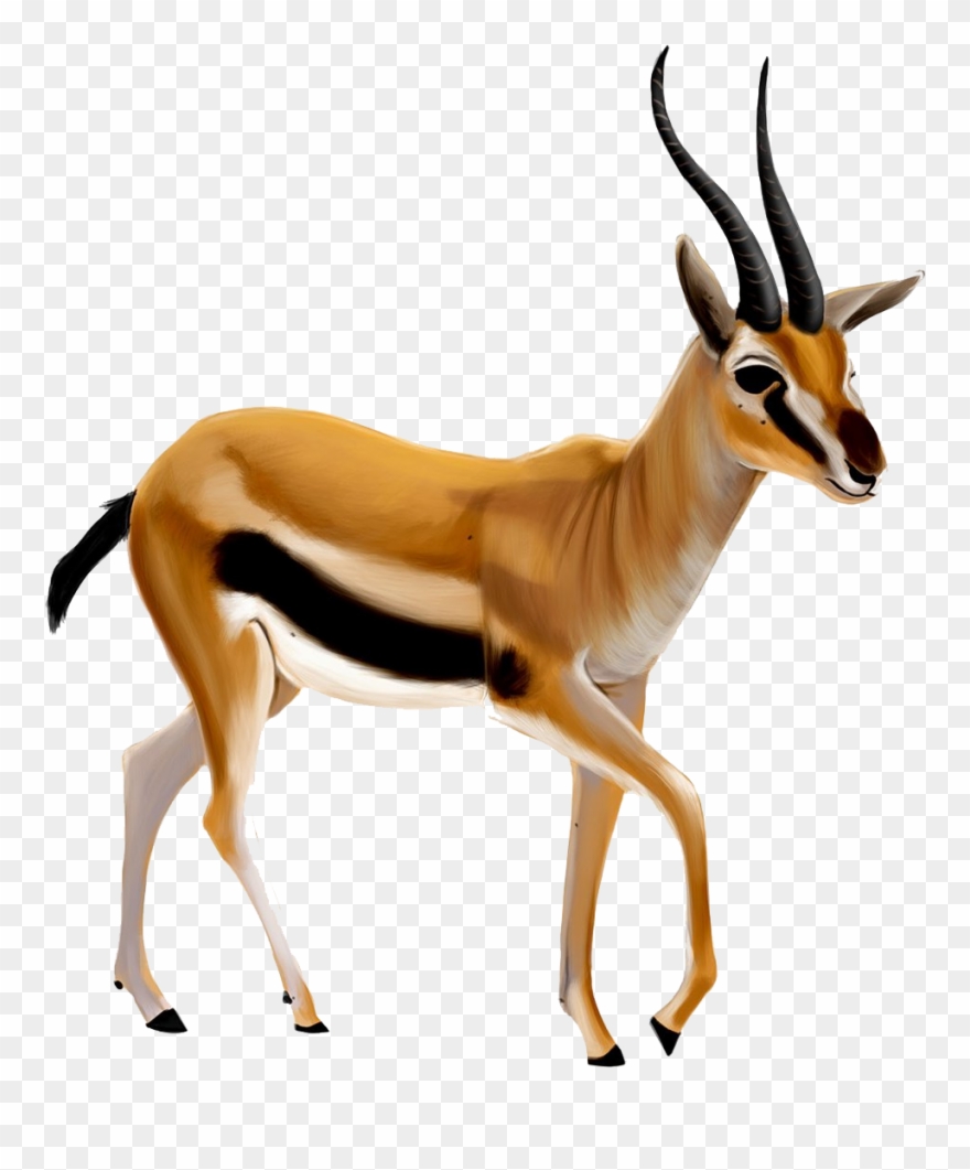 Gazelle Clipart Ghazal.