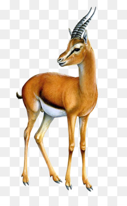 Antelope PNG.