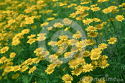 Chamomile Tinctoria (Anthemis Tinctoria) Royalty Free Stock Photo.