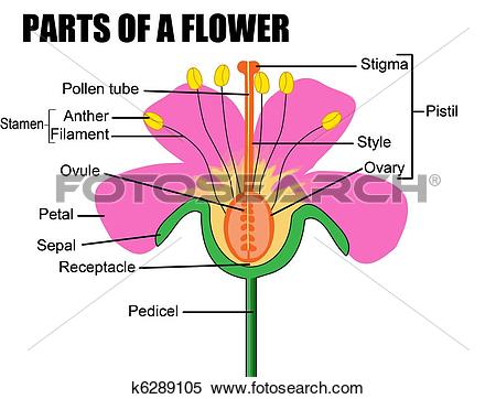 Clipart of Parts of a flower k6289105.