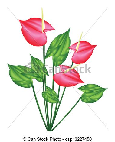 Anthurium Illustrations and Stock Art. 140 Anthurium illustration.